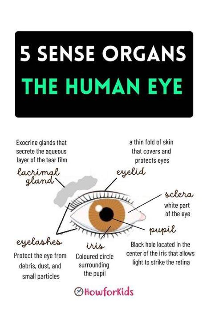 Seeing organ