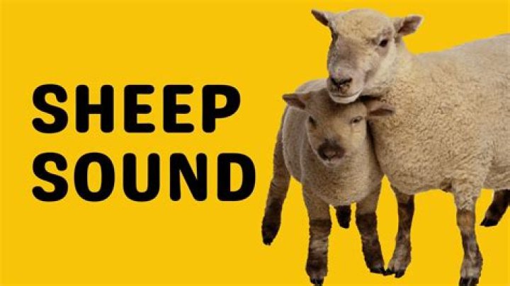 Sheep sound