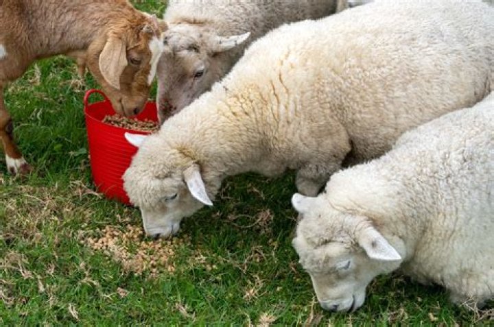 Sheep that feeds a lamb