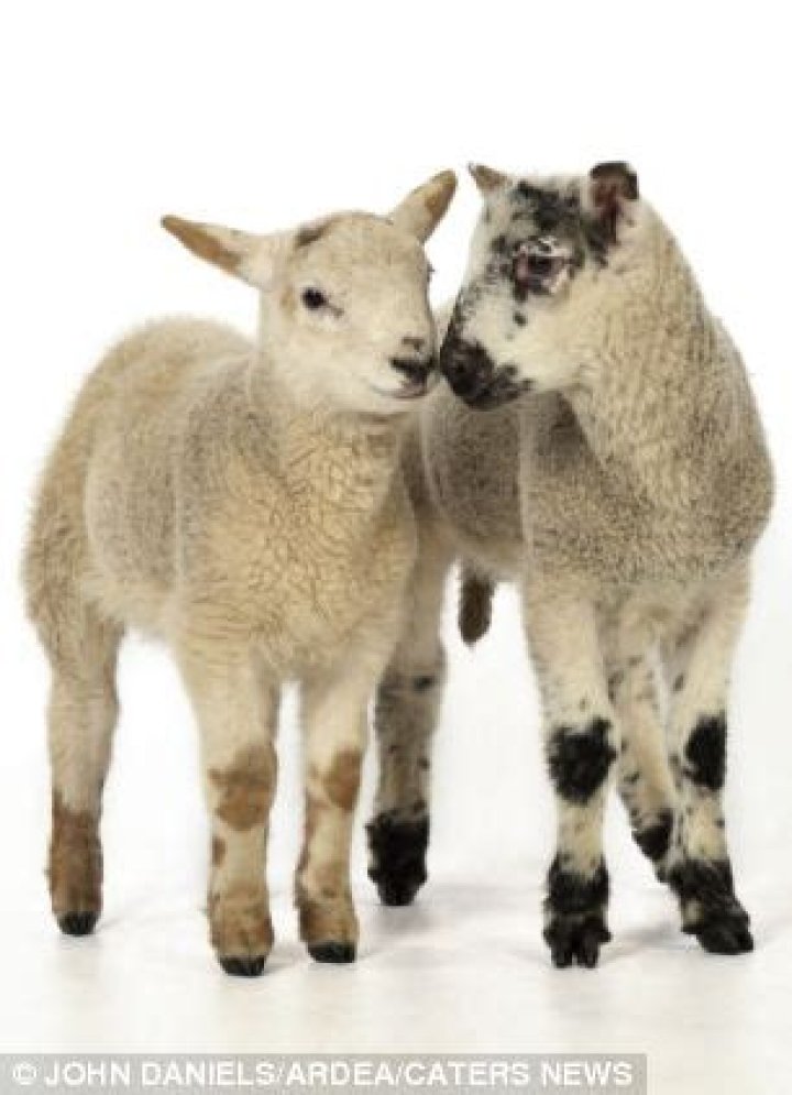 Sheepish noises?