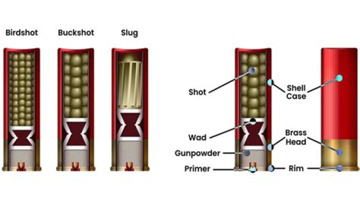 Shotgun shells for example