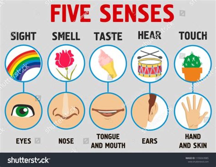 Sight or smell for example