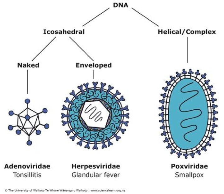 Single-stranded genetic material: Abbr.