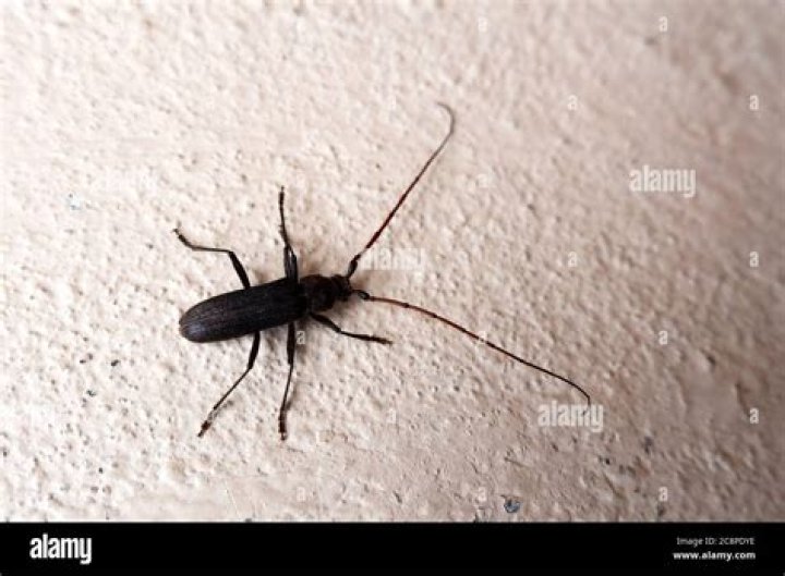 Six-legged pest
