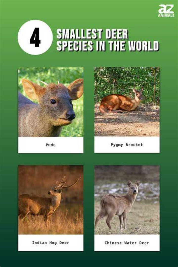 Sizeable deer species