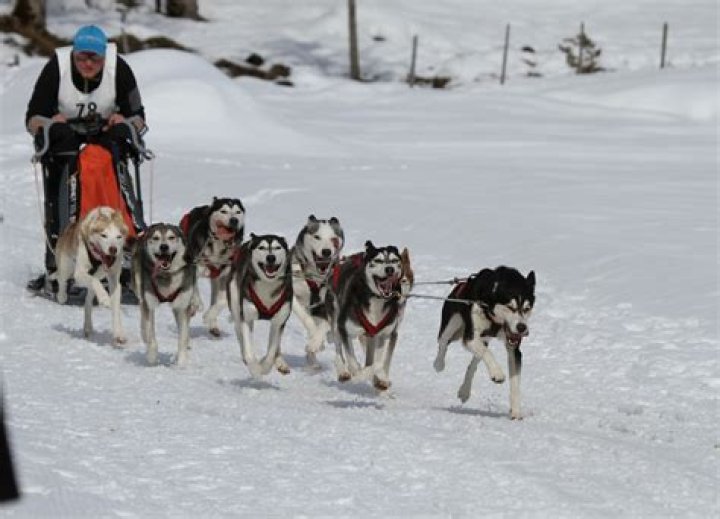 Sled dogs