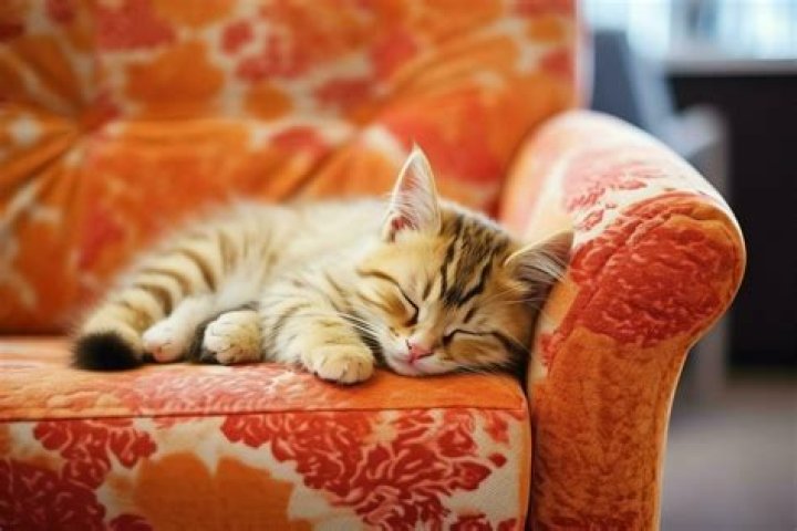 Sleeps on the sofa perhaps