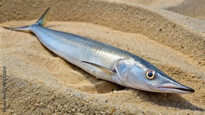 Slender fish