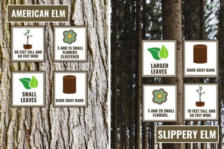 Slippery ___ (North American tree)