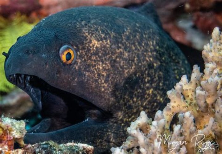 Slithery fish