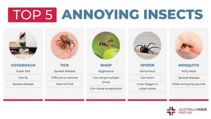 Small annoying insect