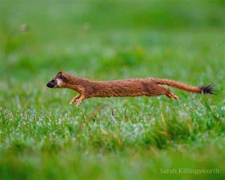 Small long-tailed rodent
