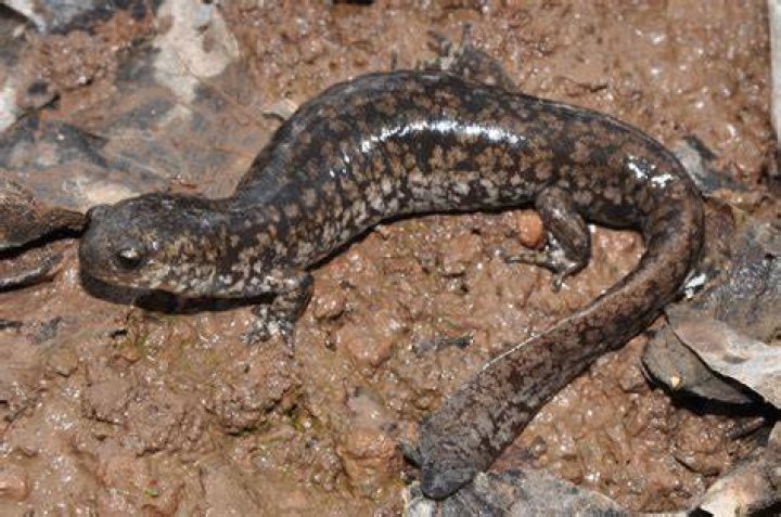 Small salamander