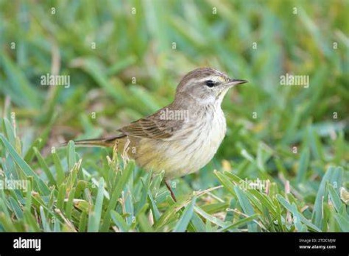 Small songbird