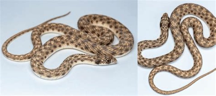 Snake found in Egypt