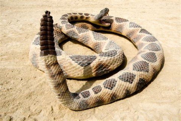 Snake with a noisy tail