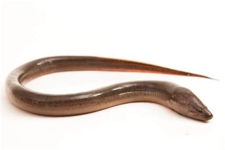 Snakelike fish