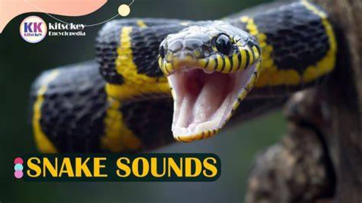 Snaky sound