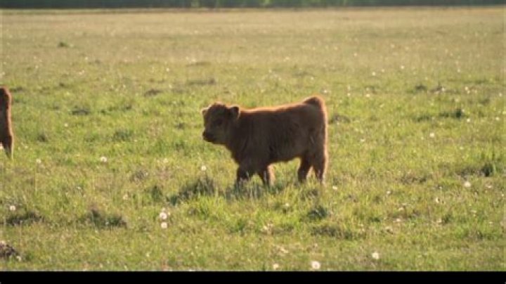 Sound a calf makes