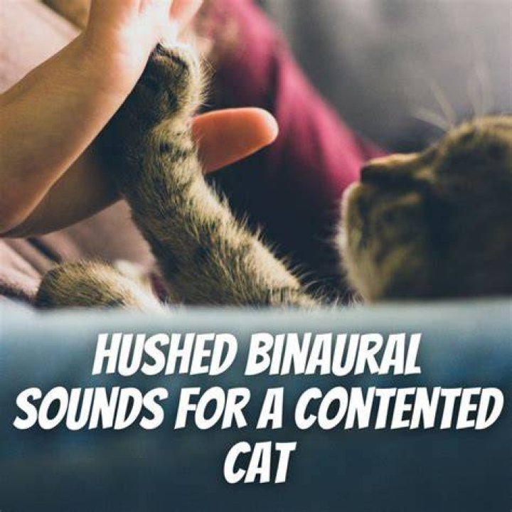 Sound from a contented cat