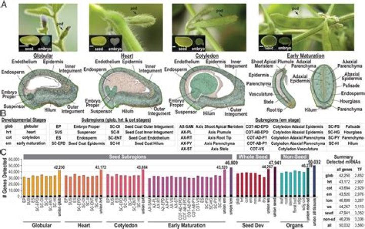Soybean casing