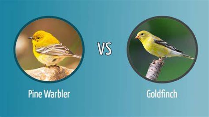 Sparrow or goldfinch for example