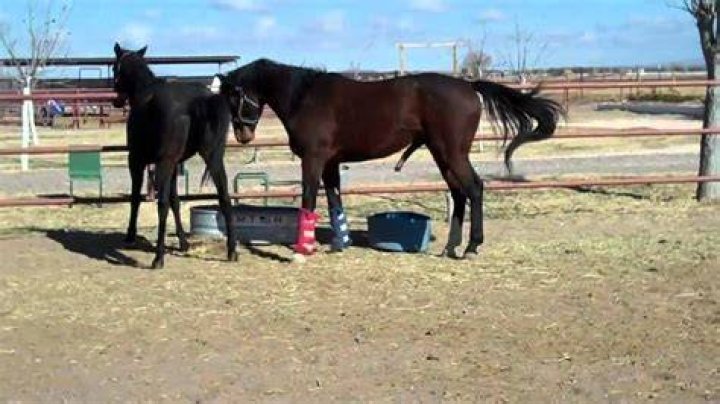 Stallion kept for breeding