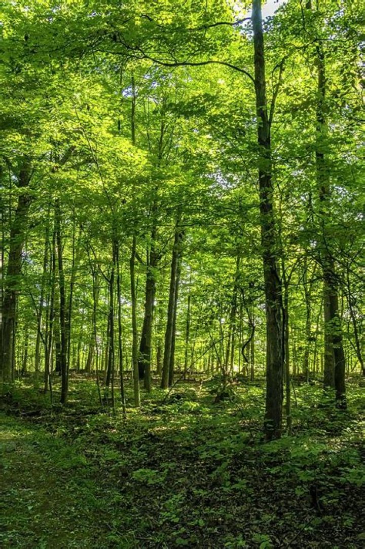 Stately trees