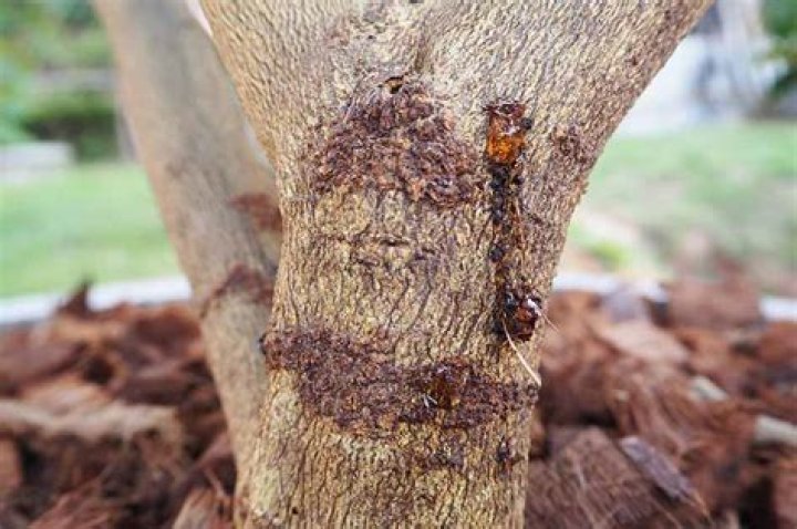 Sticky stuff in a maple tree