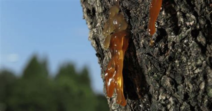 Sticky stuff on tree bark