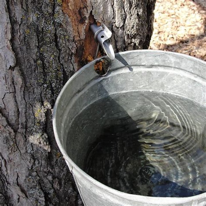 Sticky stuff tapped from maple trees