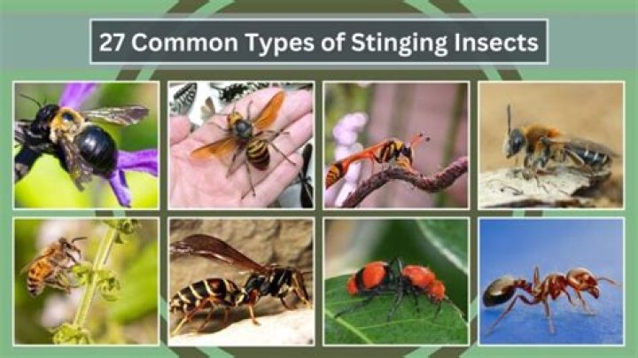 Stinging insect
