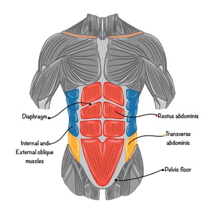 Stomach muscles