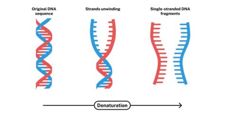 Strands analyzed by Ancestry.com: Abbr.