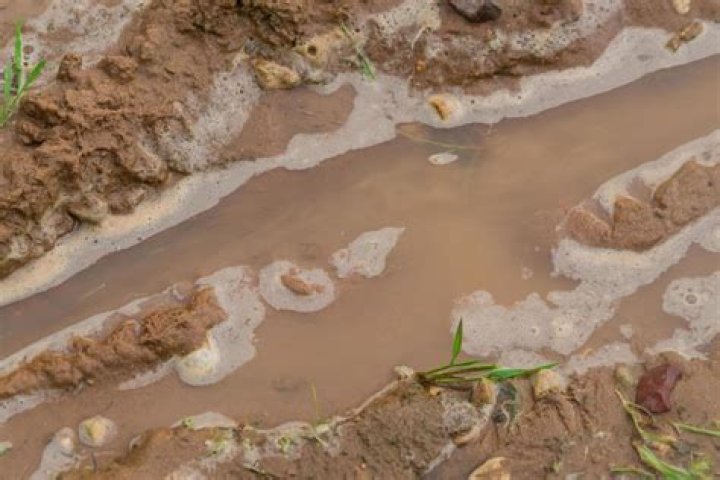 Stuff in a dirty puddle