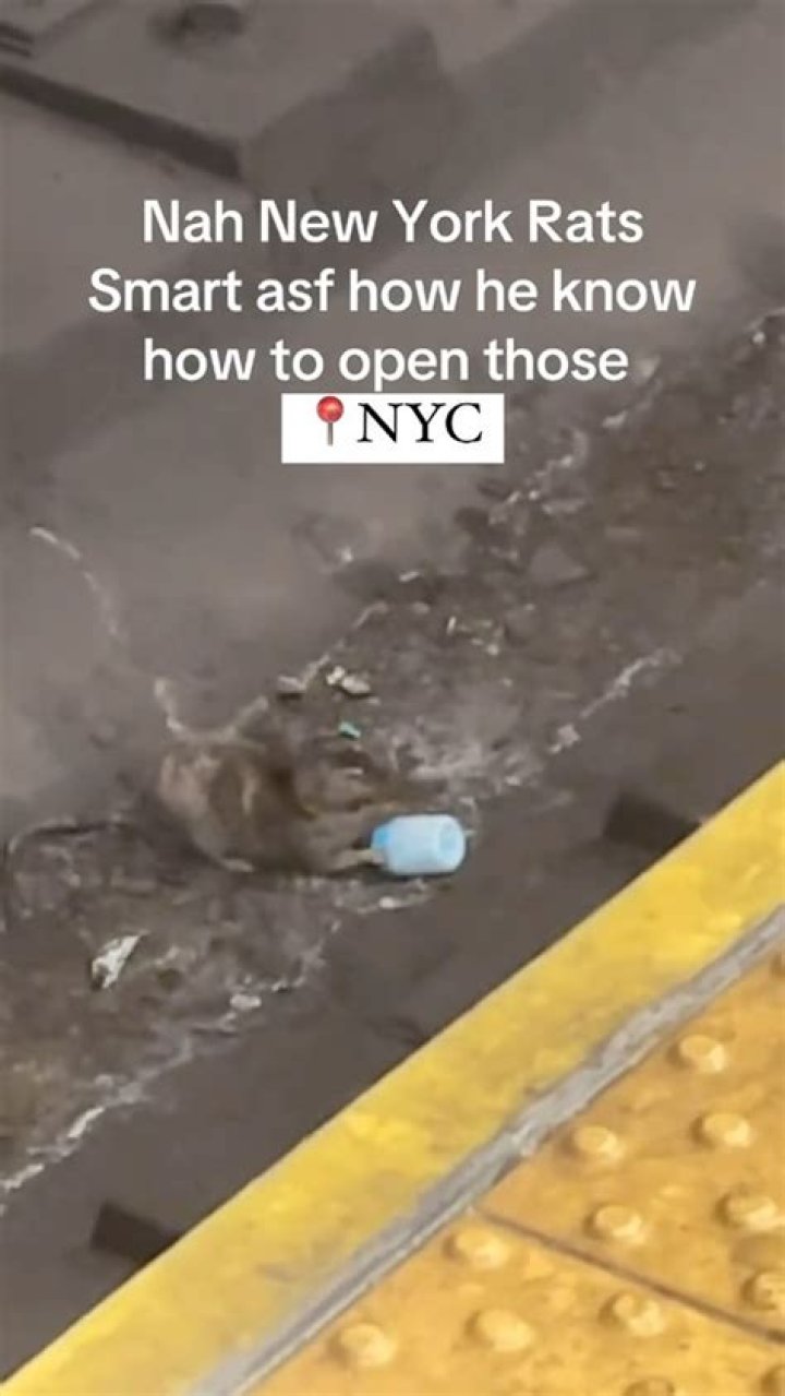 Subway rodent