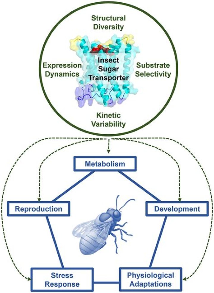 Sugar-loving insect