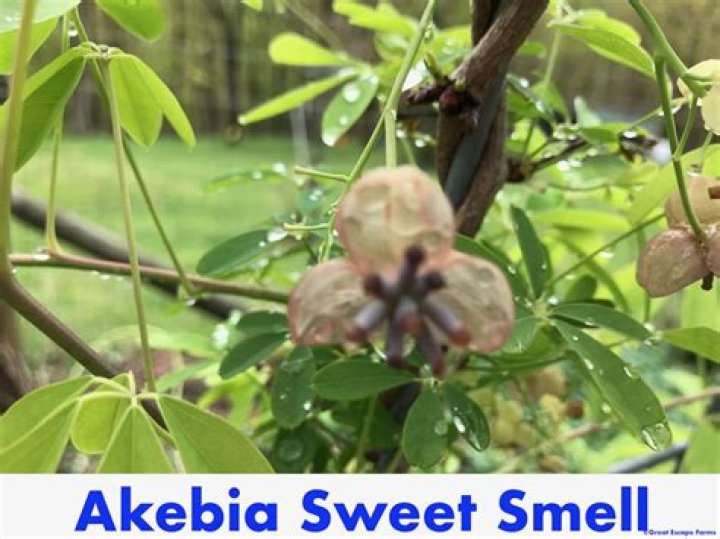 Sweet smell