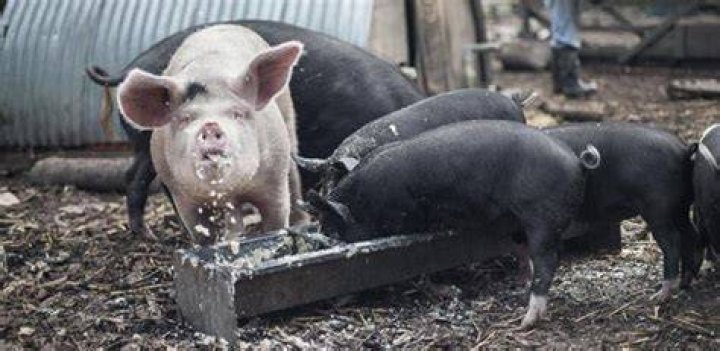 Swill fed to hogs