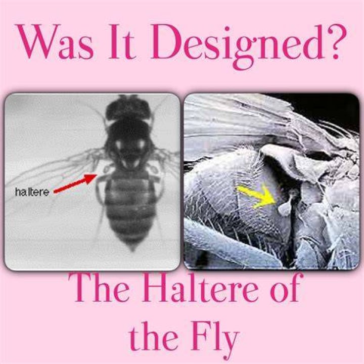 Swing at a housefly