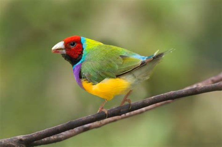 Tall bird from Down Under