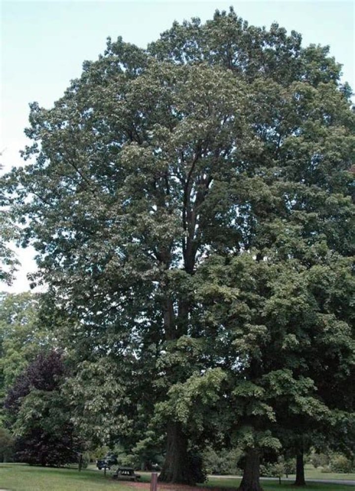 Tall shade tree
