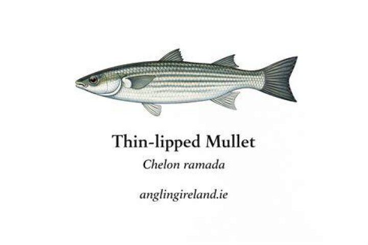 Thin slippery fish