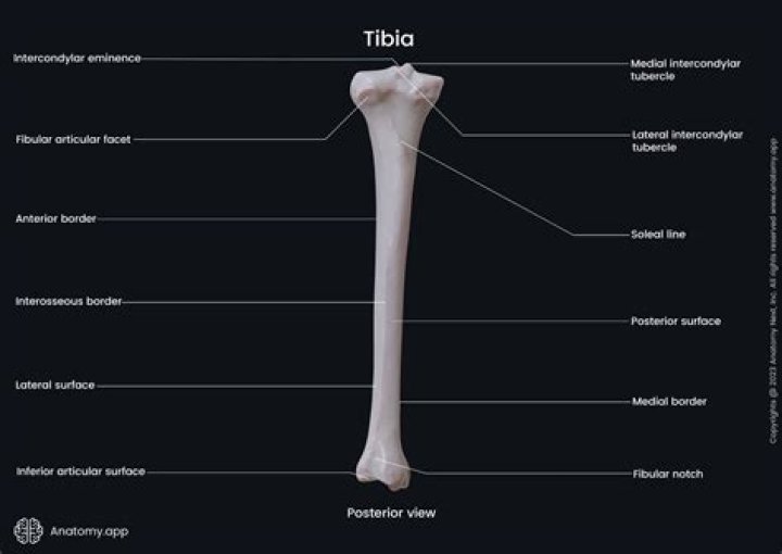 Tibia for one