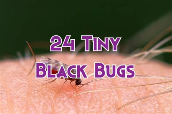 Tiny annoying insect