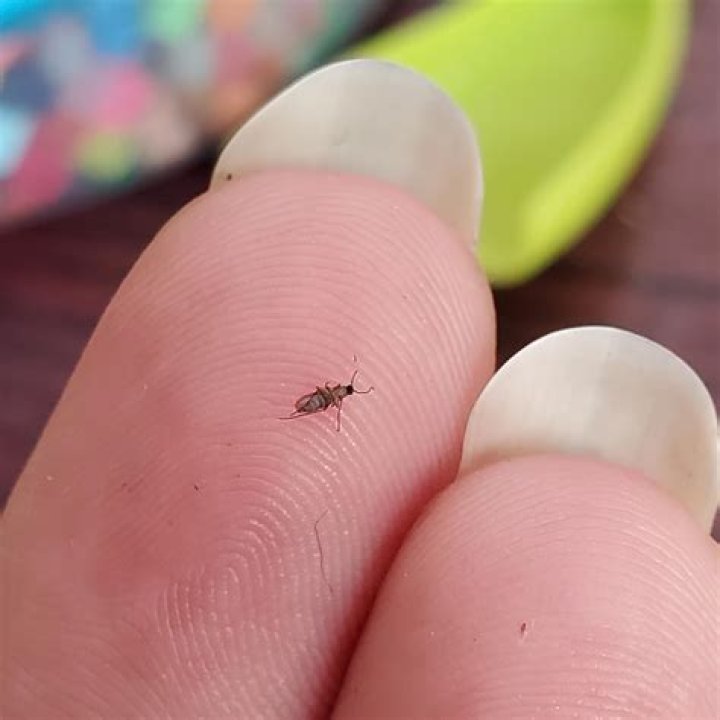 Tiny bug to pick