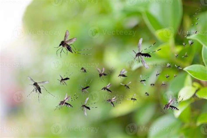 Tiny flying pest in a swarm