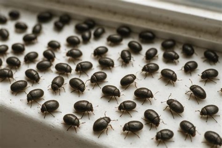 Tiny insect that invades picnics
