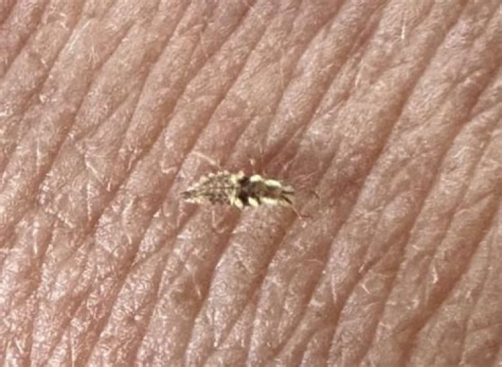 Tiny pesky insect