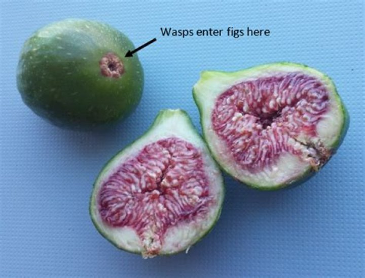 Tiny thing inside a fig